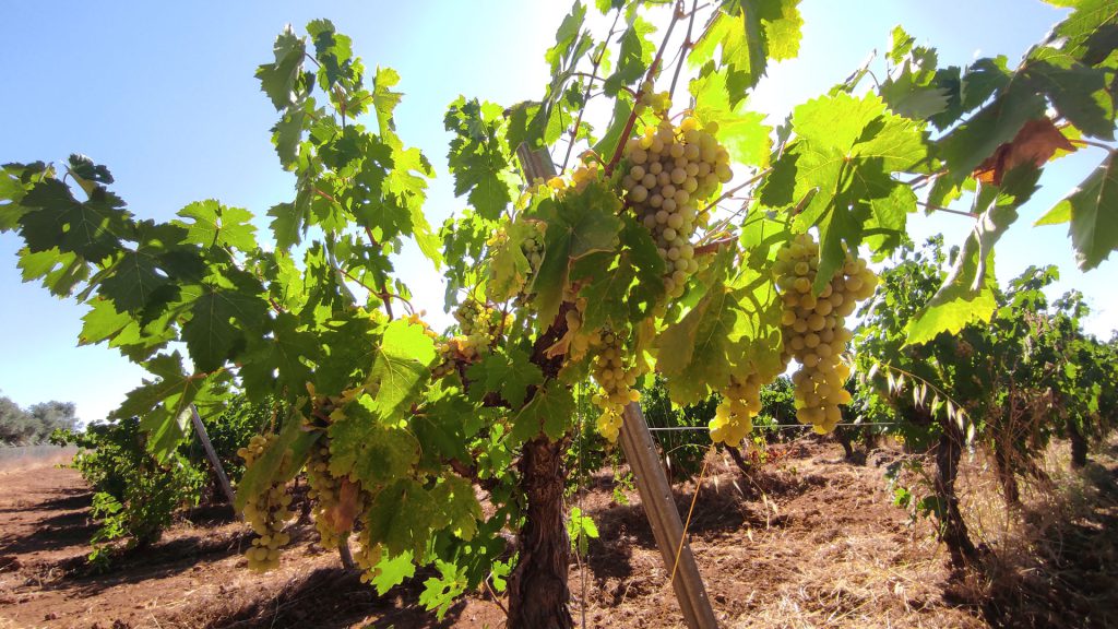La Pedro Ximénez antes de la cosecha