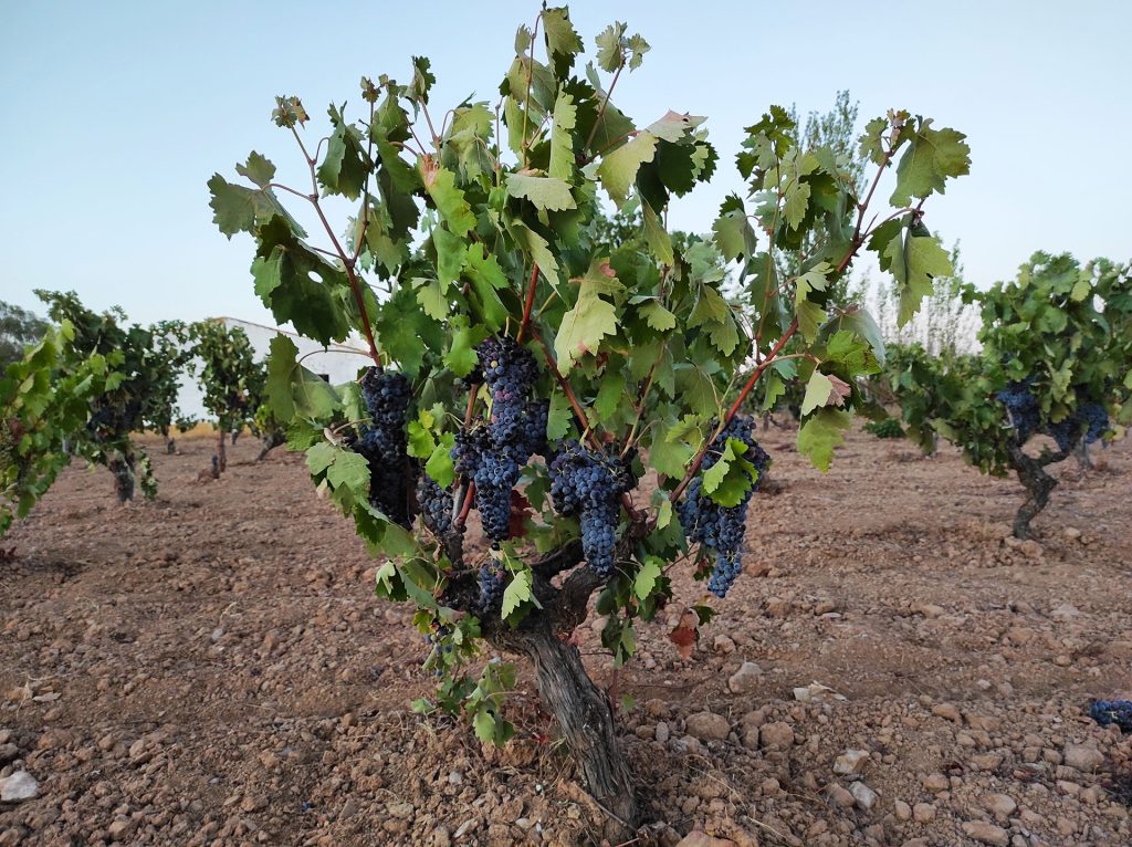 La Tempranillo encara el final del invierno